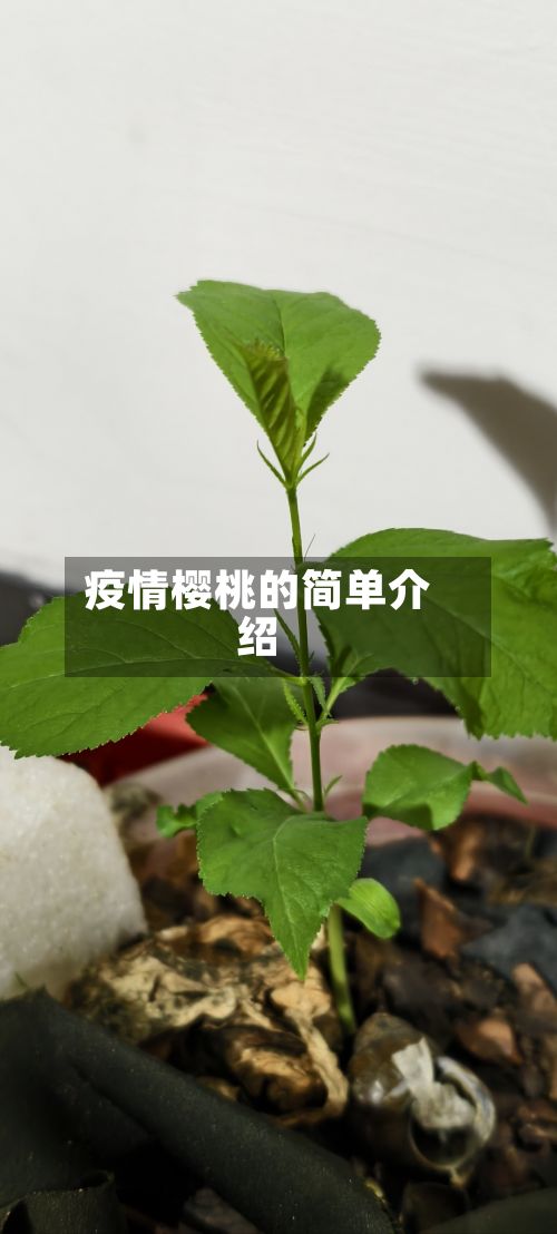 疫情樱桃的简单介绍-第2张图片