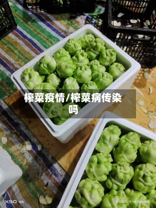 榨菜疫情/榨菜病传染吗