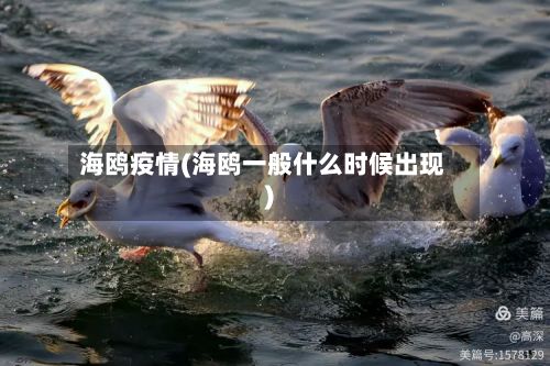 海鸥疫情(海鸥一般什么时候出现)
